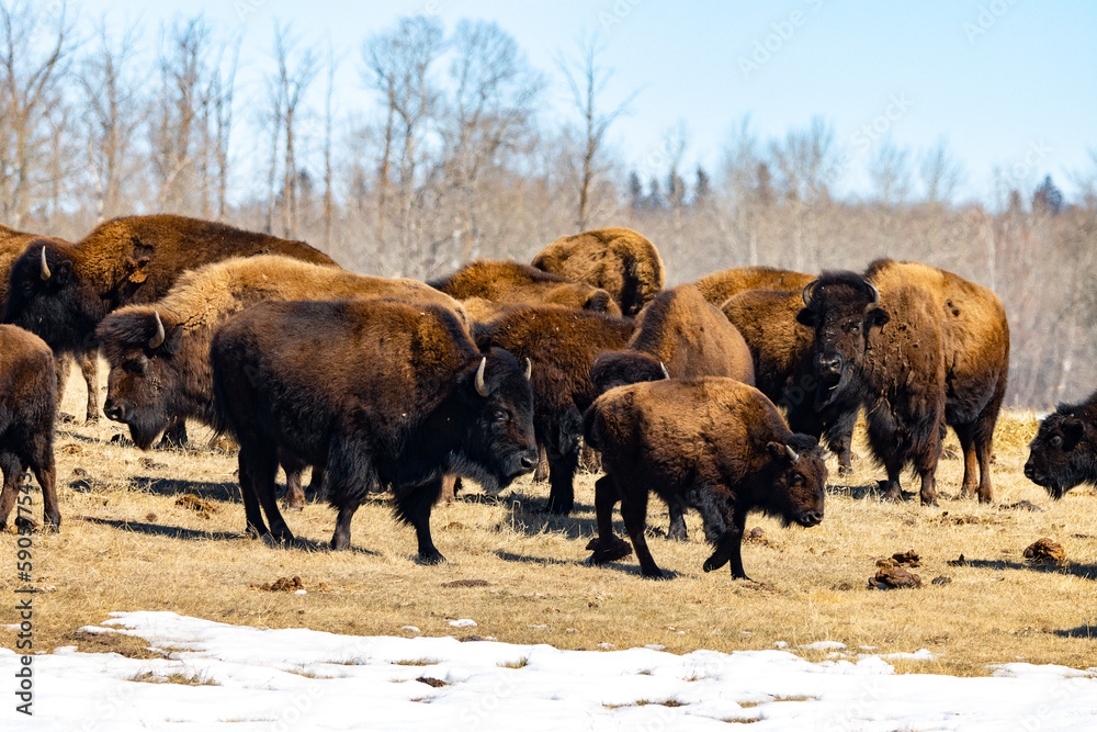 herd of bison with young calves herd of bison with young calves
