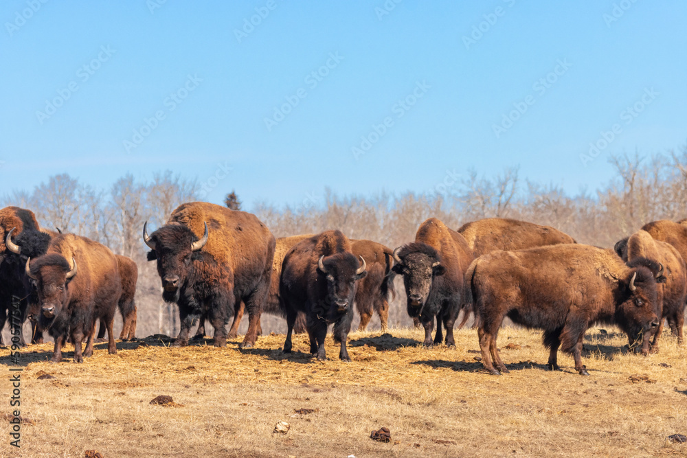 herd of buffalo standing in spring field on sunny day with blue sky herd of buffalo standing in spring field on sunny day with blue sky