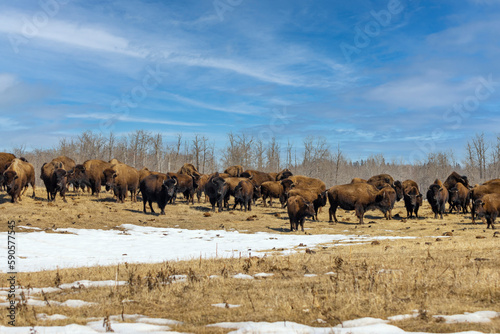 herd of bison in elk island park national park on spring day