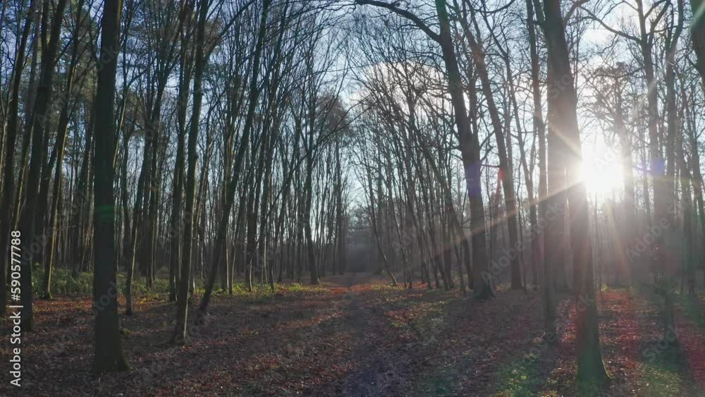 A path through early spring forest. Walking outdoors. Sun rays shine through tree trunks. A path through early spring forest. Walking outdoors. Sun rays shine through tree trunks.