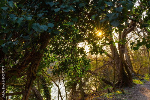Raggi di sole tra le foglie degli alberi in riva al fiume