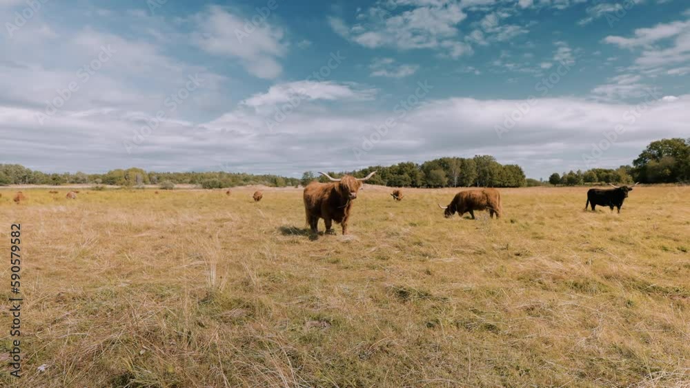 Highland Cattle Grazing in the summer pasture in amongst the Bumble Bees and Thistle Bloom in the midst of summer heat at mid day sun. Highland Cattle Grazing in the summer pasture in amongst the Bumble Bees and Thistle Bloom in the midst of summer heat at mid day sun.