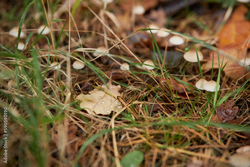 small mushrooms in the autumn grass in the forest. Autumn forest background. Selective focus. Close up of small mushrooms in the undergrowth