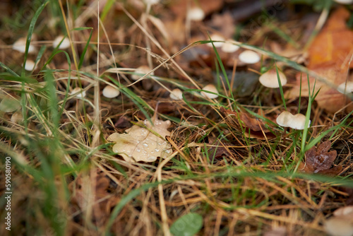 small mushrooms in the autumn grass in the forest. Autumn forest background. Selective focus. Close up of small mushrooms in the undergrowth