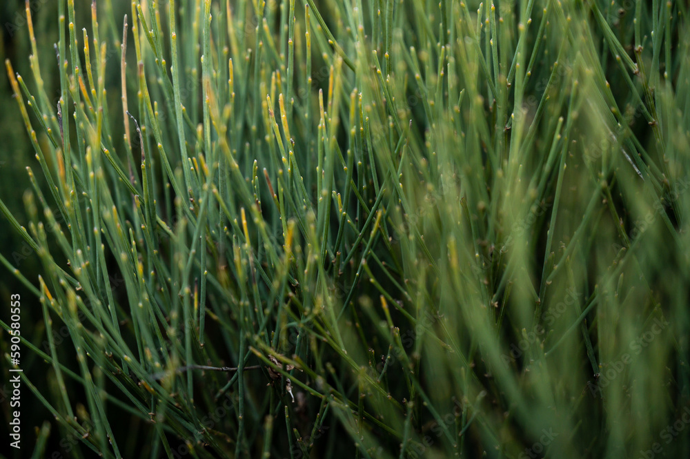 Obraz premium green grass background early morning fresh leaves close up with blurry background