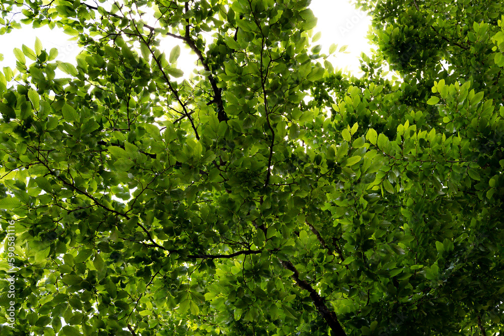 green leaves background with branches and strong pattern texture of tree green leaves background with branches and strong pattern texture of tree