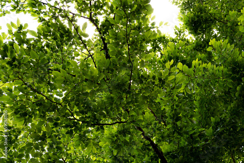 green leaves background with branches and strong pattern texture of tree