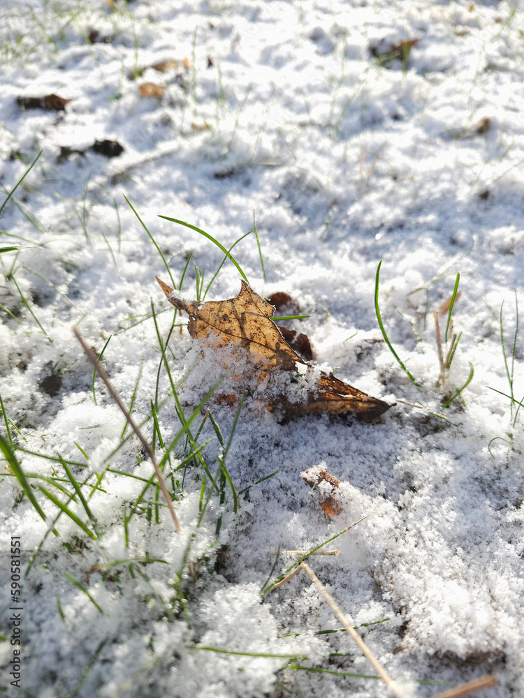 Lawn covered with snow after the last spring snowfall, Lodz, Poland. Lawn covered with snow after the last spring snowfall, Lodz, Poland.