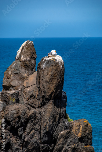 Seeschwalben auf einer Klippe über dem Atlantik © Guillermo Enrique