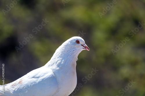 Paloma blanco - die weiße Taube. © Guillermo Enrique