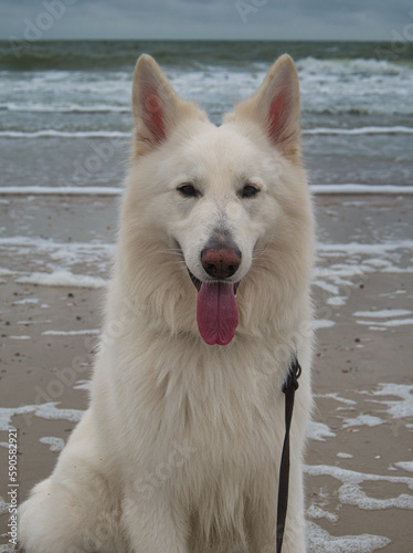 Ein weißer Hund (Schäferhund) blickt freundlich und aufmerksam in die Kamera, während im Hintergrund die Wellen der Nordsee am Strand auslaufen