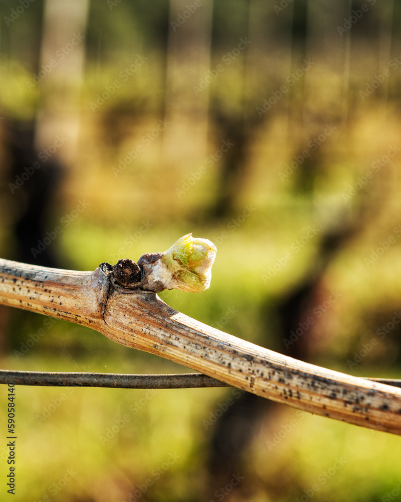Young inflorescence of the vine. Close-up of the buds and young leaves in the branches of a vineyard in Sardinia, Italy. Traditional agriculture.