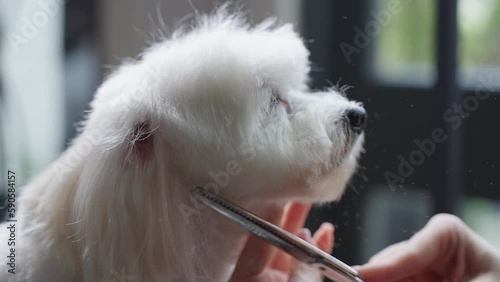 Haircut of a cute dog. white maltese, close up. 4K