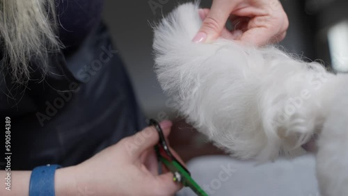 Haircut of a cute dog. white maltese, close up. 4K