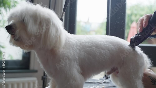 Haircut of a cute dog. white maltese, close up. 4K