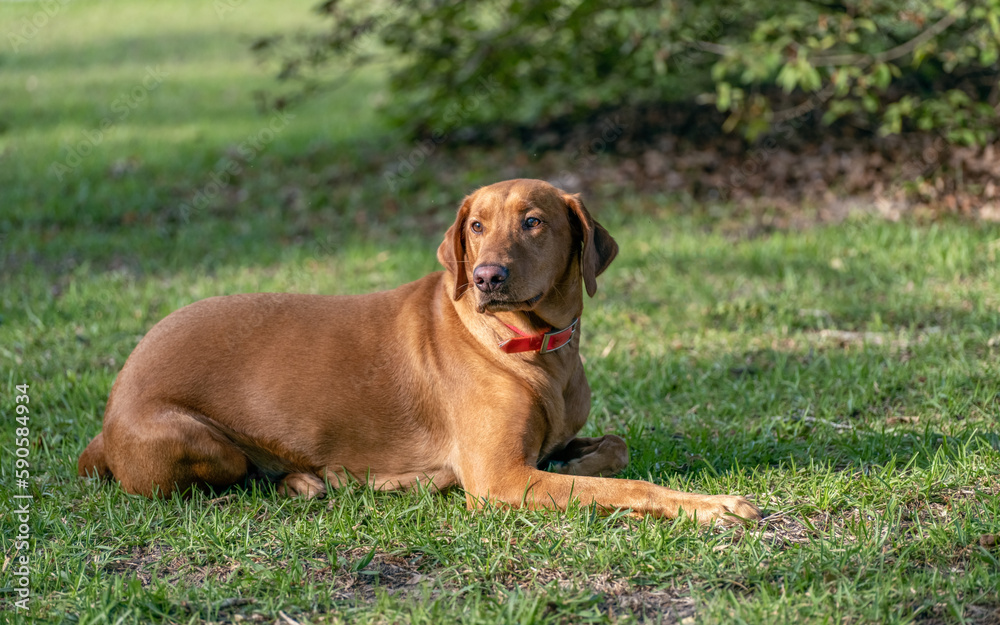 Close up Portrait of a Red Labrador Retriever hunting dog on a green grass background. Close up Portrait of a Red Labrador Retriever hunting dog on a green grass background.