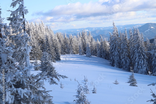 Winter landscape in the Ukrainian Carpathian Mountains. The forest and mountains are covered with snow. Frosty winter day background.