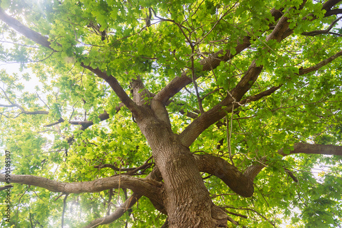 View of the tree trunk from the bottom up. The branches of the tree spread wide, the daylight breaks through the green leaves