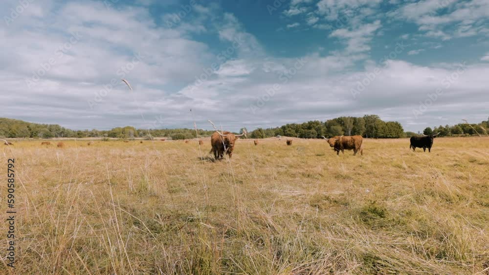 Highland Cattle Grazing in the summer pasture in amongst the Bumble Bees and Thistle Bloom in the midst of summer heat at mid day sun. Highland Cattle Grazing in the summer pasture in amongst the Bumble Bees and Thistle Bloom in the midst of summer heat at mid day sun.