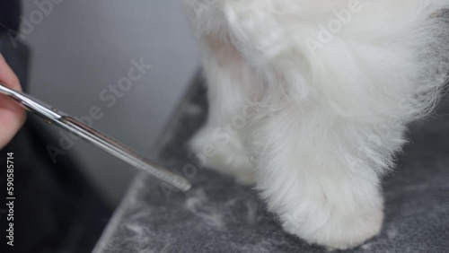 Haircut of a cute dog. white maltese, close up. 4K