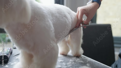 Haircut of a cute dog. white maltese, close up. 4K