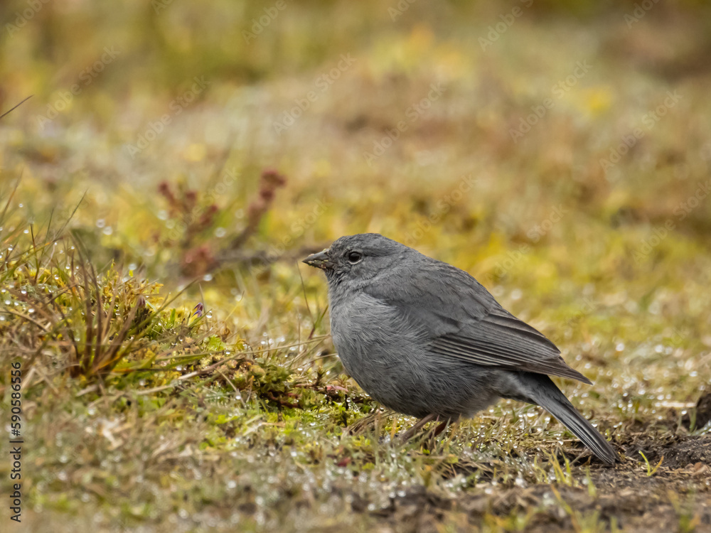 Ave de páramo sobre el suelo