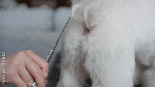 Haircut of a cute dog. white maltese, close up. 4K