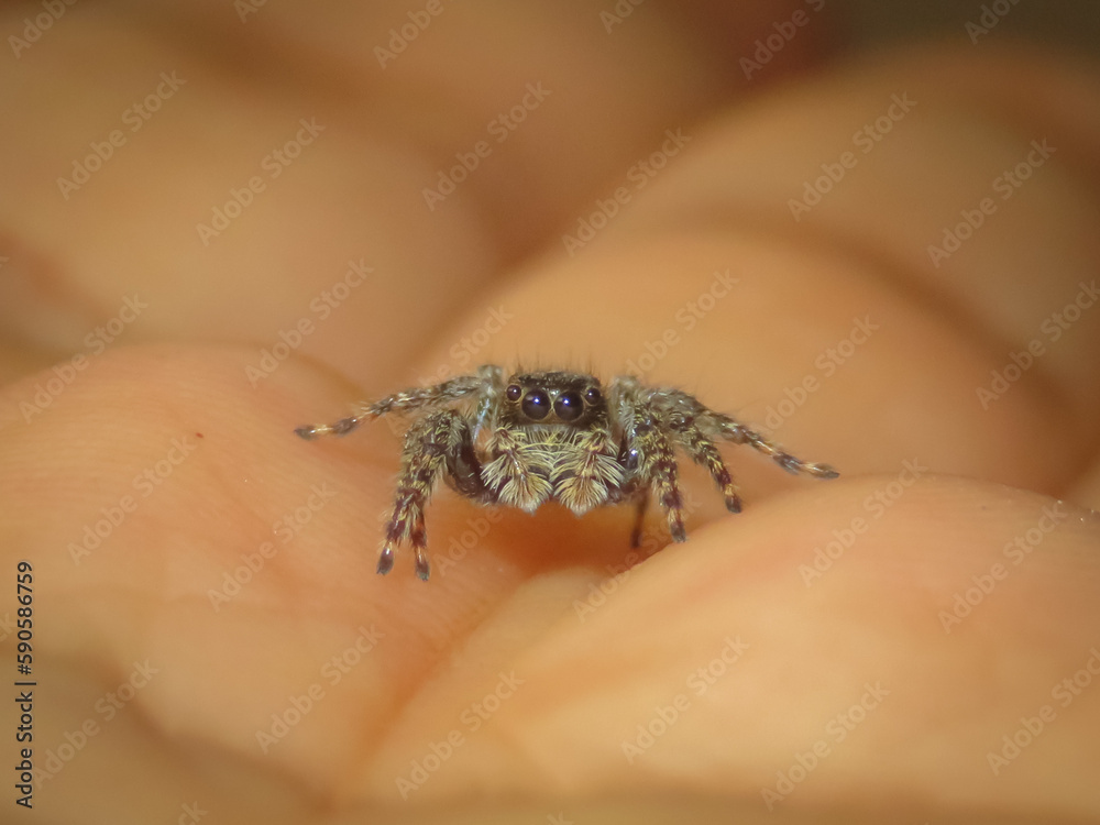 Obraz premium Araña saltarina sobre una mano