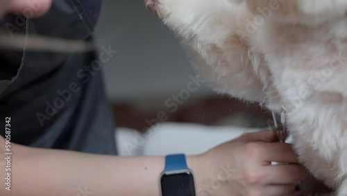 Haircut of a cute dog. white maltese, close up. 4K