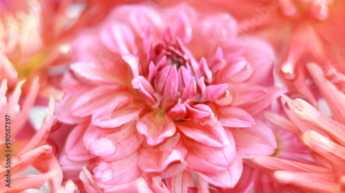 Banner summer flowers of different colors. Summer delicate yellow orange Chrysanthemum Dahlia. Blooming Dahlia flower. Festive background. Pastel and soft bouquet floral card. Top view