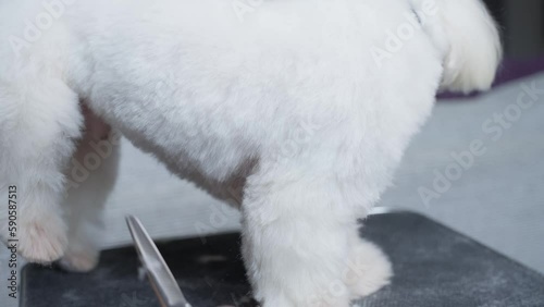 Haircut of a cute dog. white maltese, close up. 4K