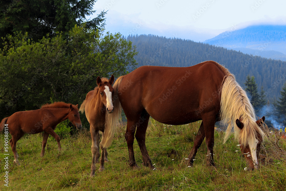 Wild horses graze in a valley in the middle of the mountains. Mare and foals in Сarpathian Mountains (Ukraine)