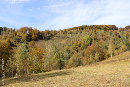 Autumn forest - as a pattern behind meadow. Carpathian mountains, Ukraine.