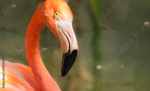 flamingos head