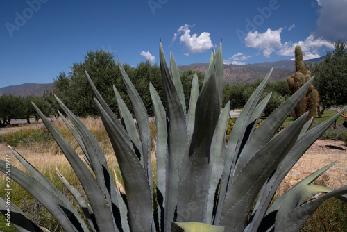 Closeup view of giant Agave americano blueish leaves.  photo