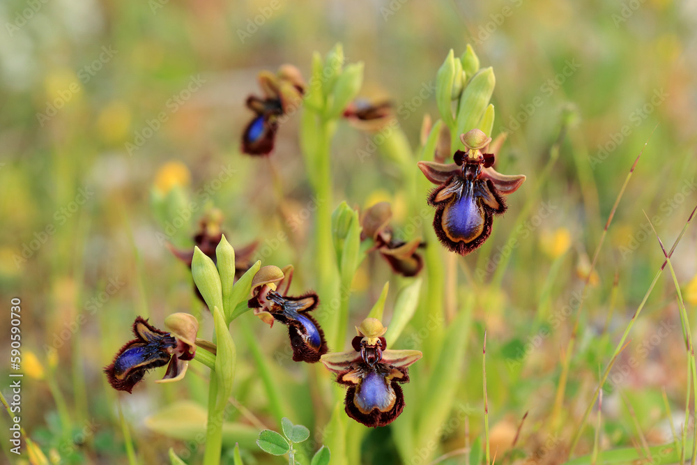 The Mirror Orchid (Ophrys speculum) on a xerothermic grassland in the Peloponnese (Greece)