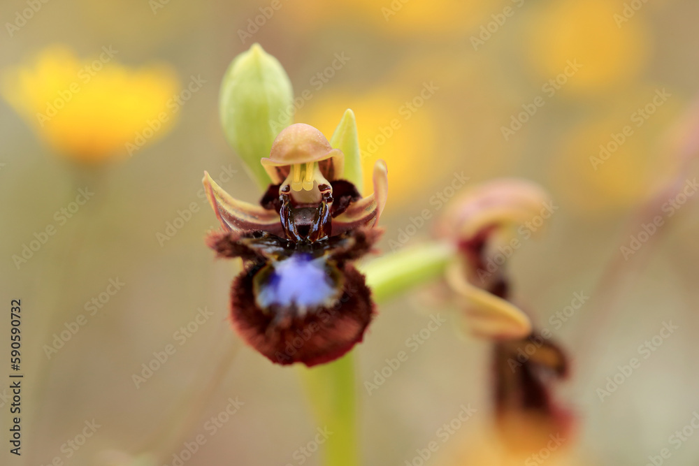 The Mirror Orchid (Ophrys speculum) on a xerothermic grassland in the Peloponnese (Greece)