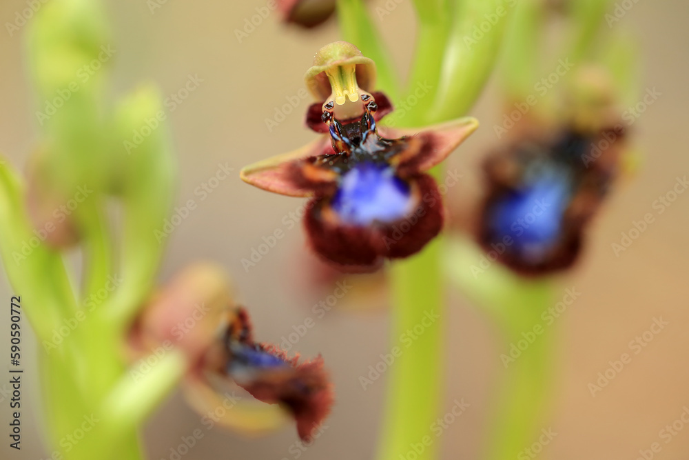 The Mirror Orchid (Ophrys speculum) on a xerothermic grassland in the Peloponnese (Greece)