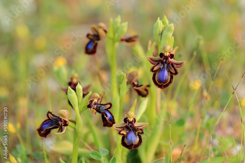 Obraz na płótnie The Mirror Orchid (Ophrys speculum) on a xerothermic grassland in the Peloponnese (Greece) w salonie