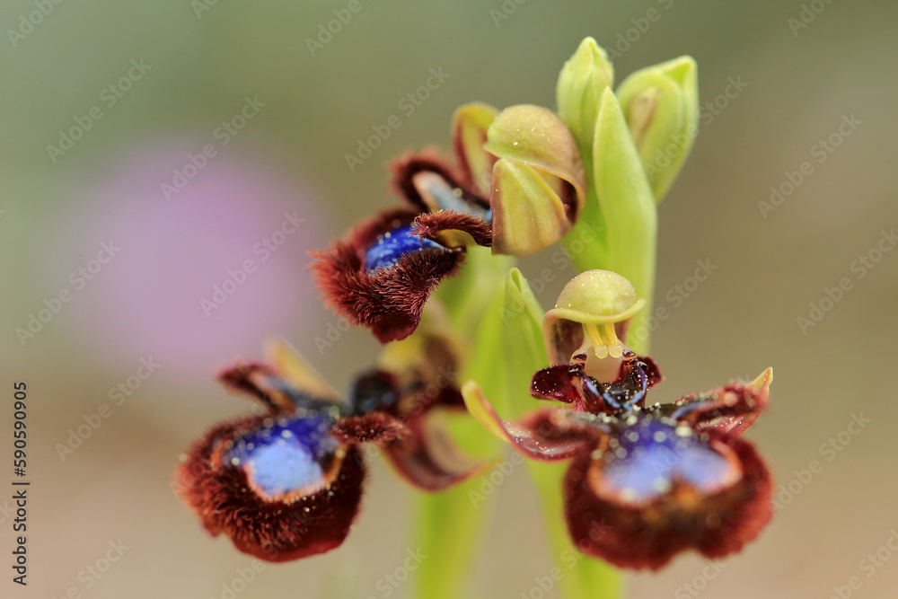 The Mirror Orchid (Ophrys speculum) on a xerothermic grassland in the Peloponnese (Greece)