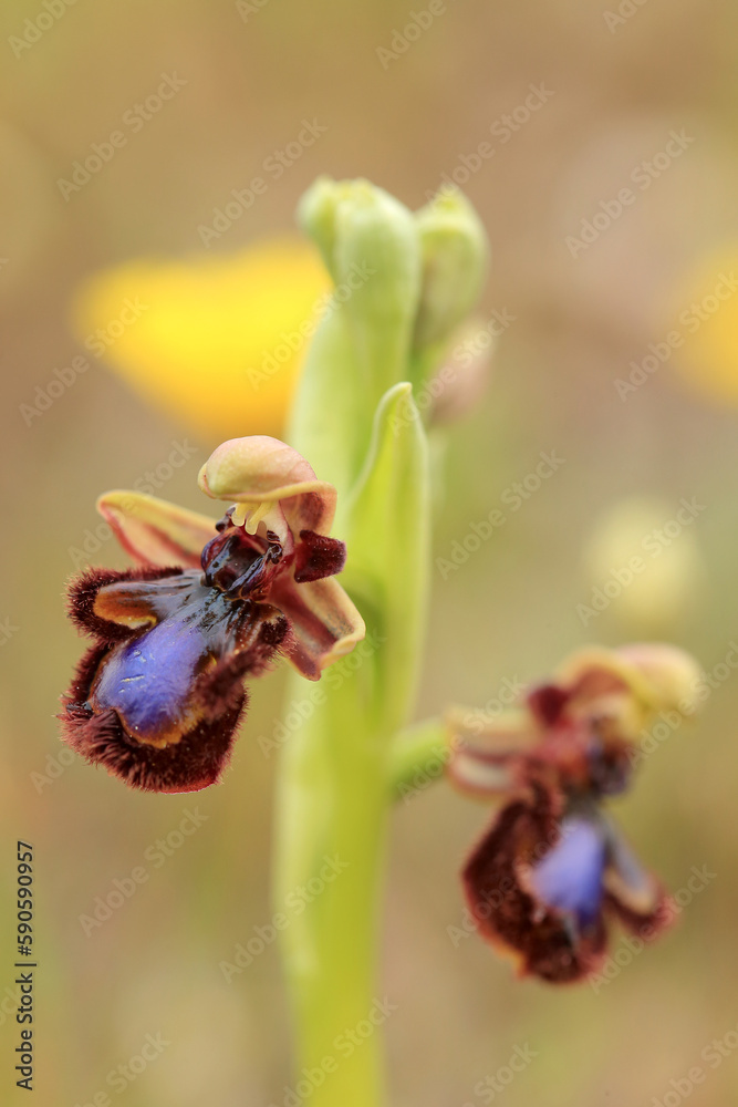 The Mirror Orchid (Ophrys speculum) on a xerothermic grassland in the Peloponnese (Greece)