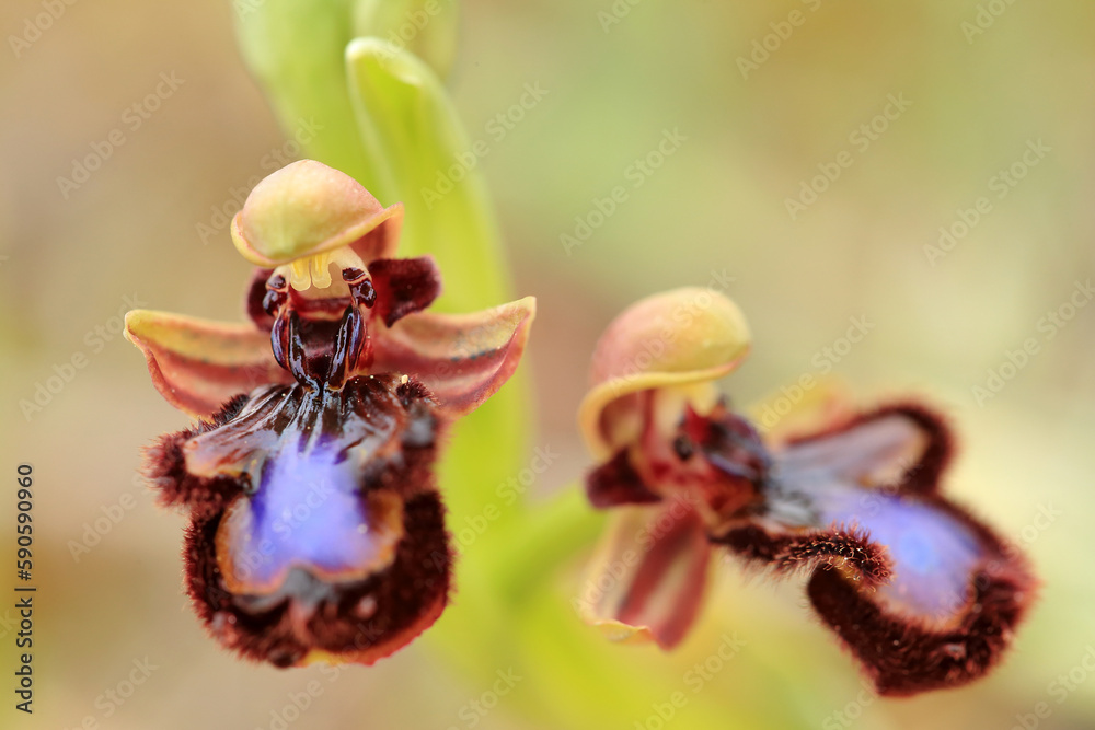 The Mirror Orchid (Ophrys speculum) on a xerothermic grassland in the Peloponnese (Greece)