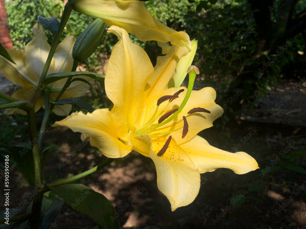 Obraz premium Gigantic Yellow lily flower in the garden