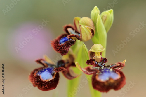 Obraz na płótnie The Mirror Orchid (Ophrys speculum) on a xerothermic grassland in the Peloponnese (Greece) w salonie