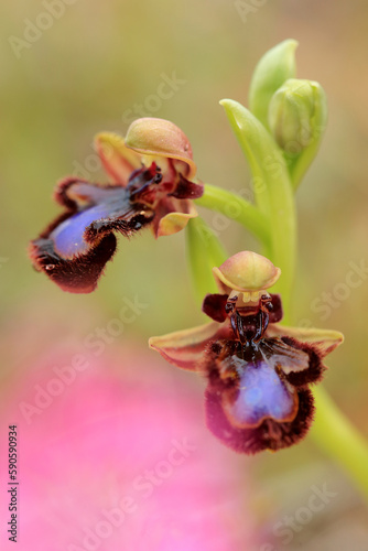 Obraz na płótnie The Mirror Orchid (Ophrys speculum) on a xerothermic grassland in the Peloponnese (Greece) w salonie