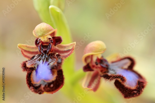 Obraz na płótnie The Mirror Orchid (Ophrys speculum) on a xerothermic grassland in the Peloponnese (Greece) w salonie