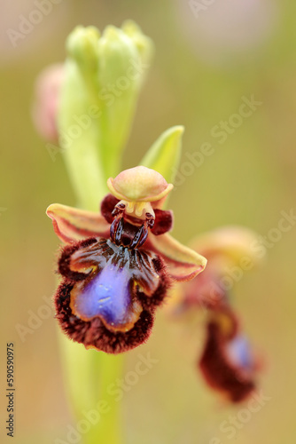 The Mirror Orchid  (Ophrys speculum) on a xerothermic grassland in the Peloponnese (Greece) photo