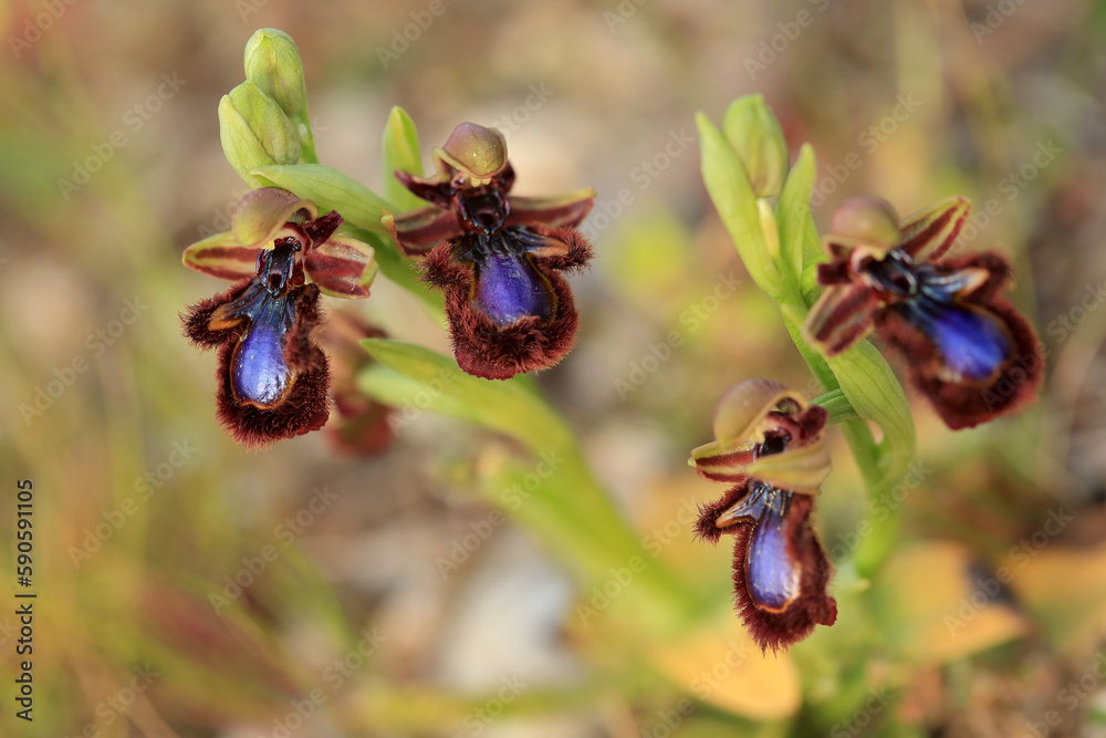 The Mirror Orchid (Ophrys speculum) on a xerothermic grassland in the Peloponnese (Greece)