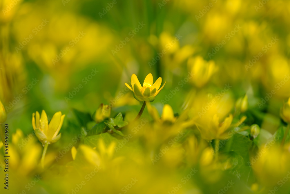 Macro shot of a lesser celandine (ficaria verna) flower in bloom