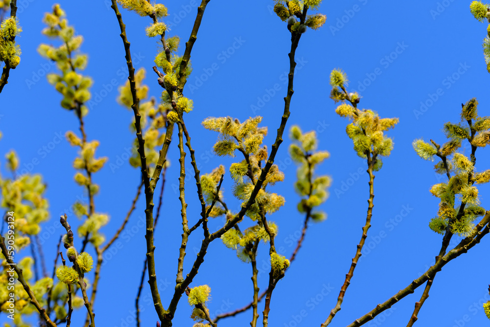 Willow (Salix caprea) branch with coats, fluffy willow flowers closeup, Goat Willow (Salix caprea) macro with blue sky on the background, Willow (Salix caprea) branches with buds blossoming Willow (Salix caprea) branch with coats, fluffy willow flowers closeup, Goat Willow (Salix caprea) macro with blue sky on the background, Willow (Salix caprea) branches with buds blossoming